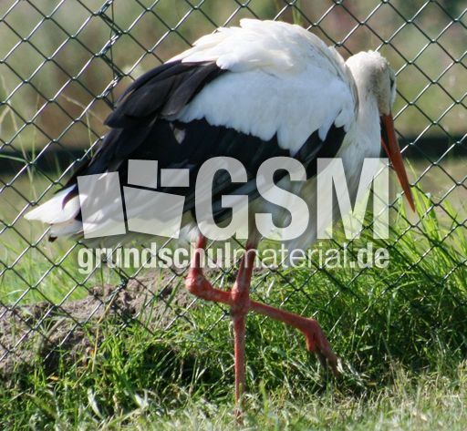 Weißstorch-9.jpg